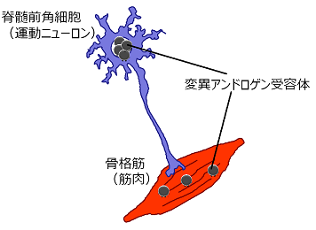 SBMAにおける筋萎縮のメカニズム説明図